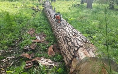Спил и вырубка деревьев, корчевание пней - Биробиджан, цены, предложения специалистов